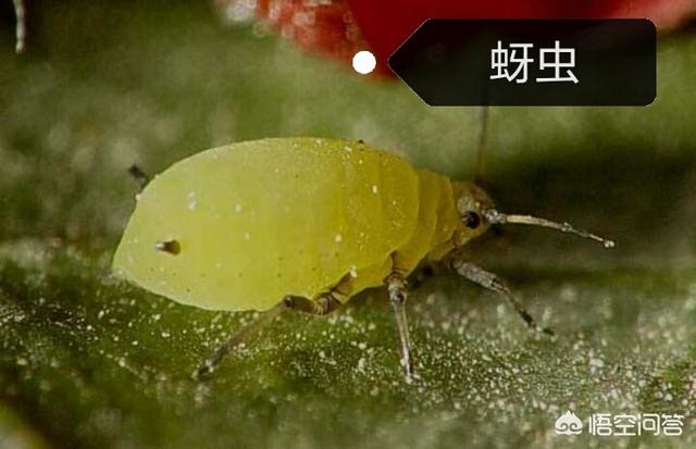 灭虫灵粉灭虱子怎么用:怎么对付飞虱、粉虱、木虱、椿象、蚜虫类害虫？