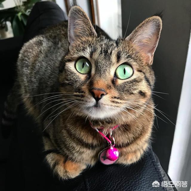 我的伽菲猫跑酷:汤姆猫跑酷游戏介绍作文我想写一篇作文，可我又不知道怎么写？