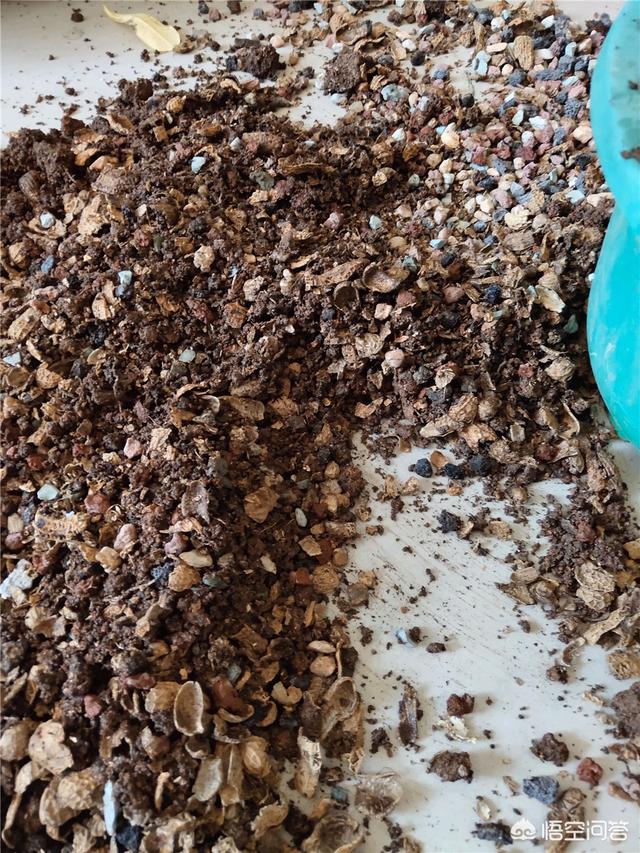 沙漠玫瑰软腐病:盆栽的沙漠玫瑰根部腐烂了，应该怎么处理？