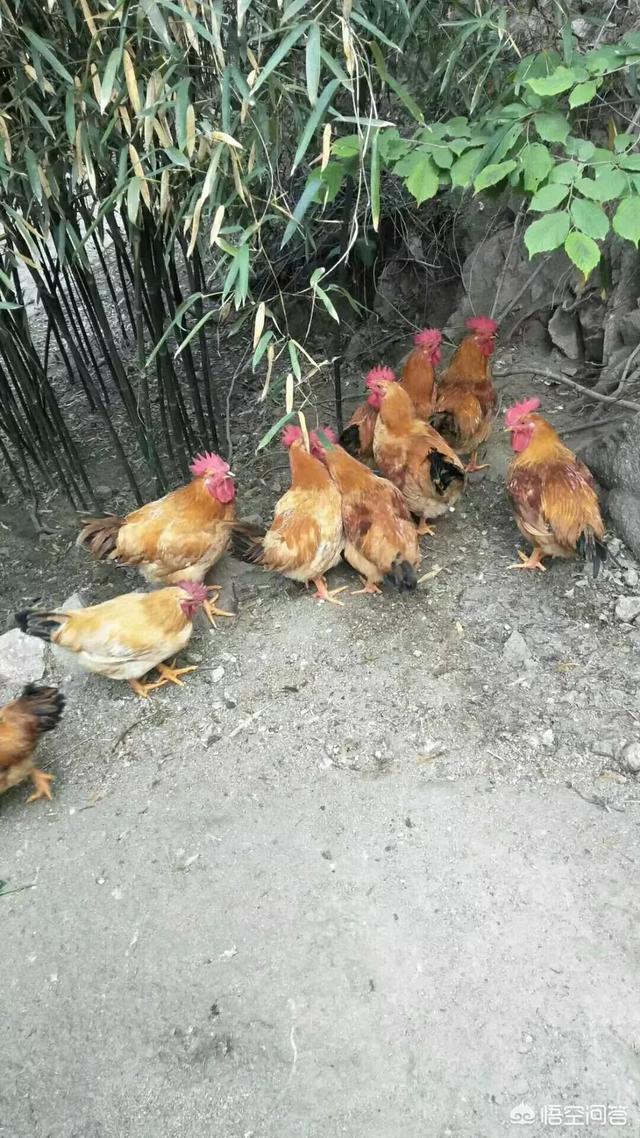安第斯山猫可以养殖吗:现在农村散养的土鸡很受欢迎也好卖，为什么养的人不多？