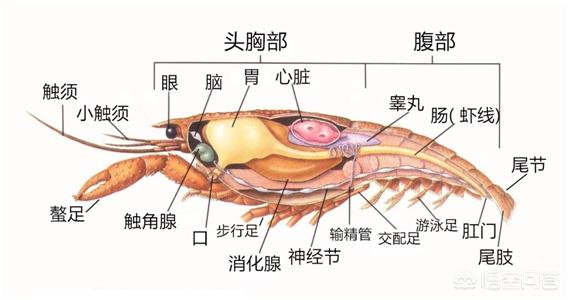 虾头到底能不能吃，小龙虾头到底能不能吃吃了对身体有害吗