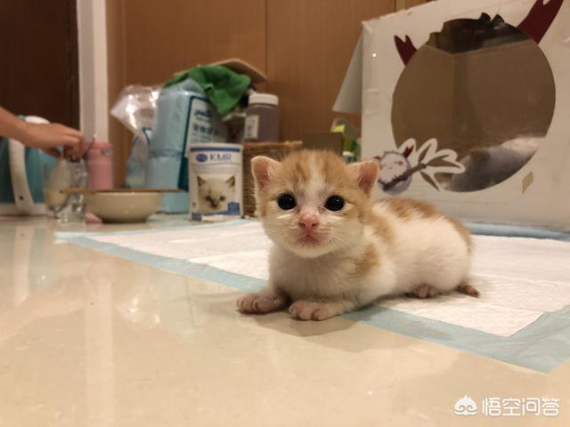 猫瘟:捡了个流浪猫，来家4天了，检测猫瘟弱阳性，是真的猫瘟吗？
