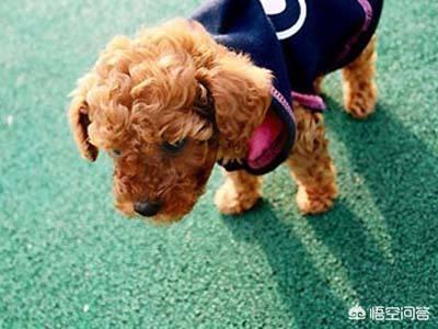 关于夏季养宠物小常识:夏季饲养泰迪犬有什么需要注意的？