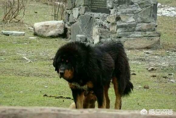 鬼脸獒王咬死狮子:藏獒群中的獒王是什么样子的？为什么？
