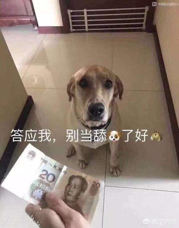 守望犬:在爱情中舔狗必死无疑吗？