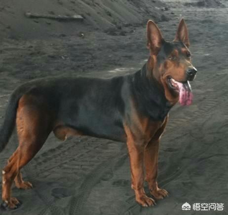 狼狗打架:我国哪种狼犬杀伤性最强？为什么？