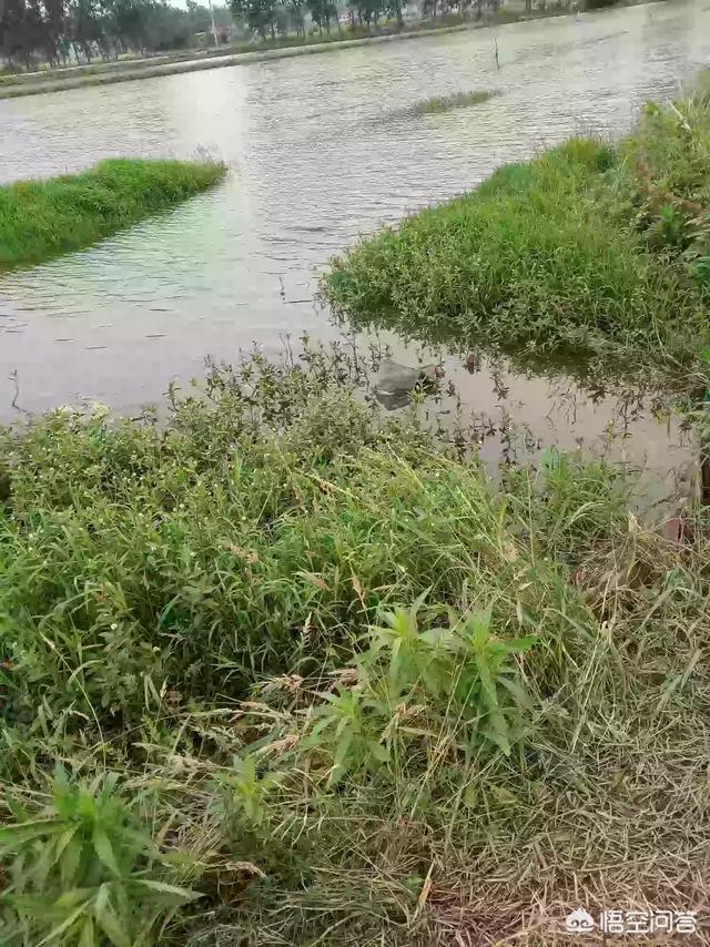 反硝化细菌怎么用于水产:水产养殖中的氨氮问题怎样解决？