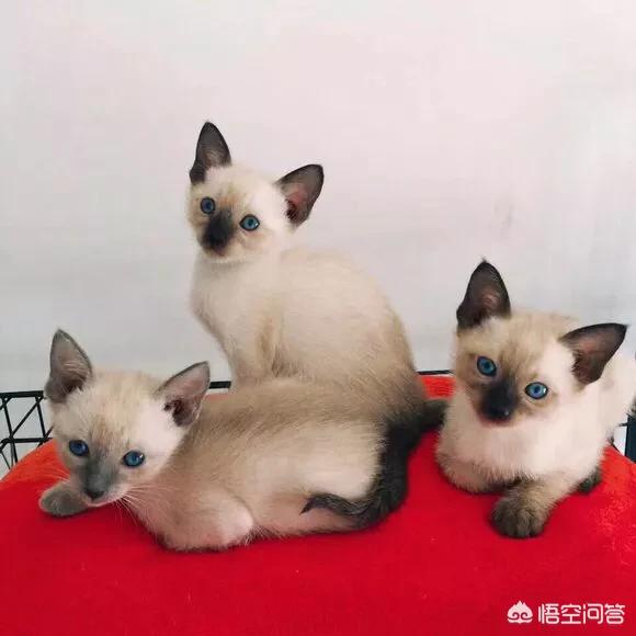 主人抓着橘猫的手跳舞:搬了新家，六岁橘猫晚上一直叫没停过，怎么办？