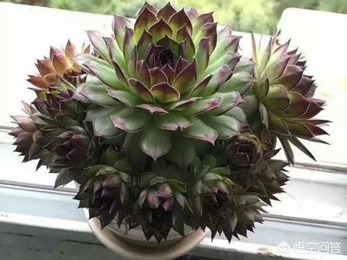 长生草属多肉怎么养:我的观音莲怎么只长半边侧芽？