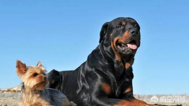 最好的家庭护卫犬:小型家庭护卫犬 哪些狗可以悍不畏死的保护自己的主人？为什么？