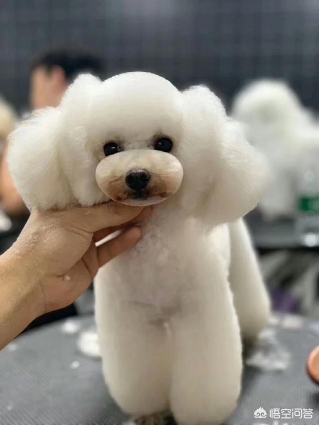 泰迪犬什么时候剃胎毛:夏天可以给两个月泰迪剃胎毛吗?多久能长出来？