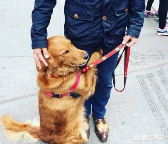 什么狗最忠诚又粘人:狗狗向主人示好都有哪些动作呢？