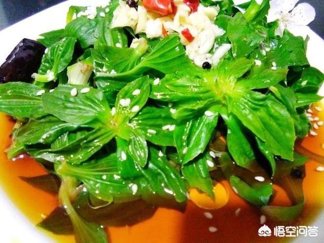 农村路旁常见的车前草,竟然成了宝贝,它究竟有什么作用？