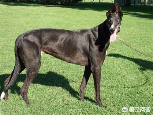 格力犬论坛陕西:格力犬论坛交易区 格力犬补钙能预防扒蹄吗？