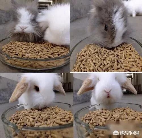 如何养宠物兔视频:怎么养小兔子才会让它活的更长久？