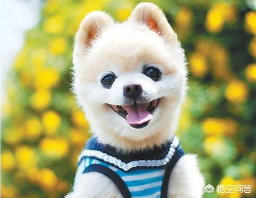 日本网红秋田犬俊介:俊介吃什么不会有泪痕？俊介吃什么粮没泪痕？