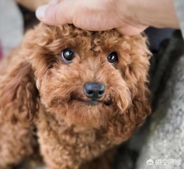 犬爱:对于爱狗人士无底线爱狗，你有什么看法？ 犬爱主题曲