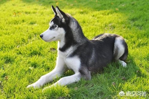 金毛寻回犬能吃肉吗:狗狗长期只吃肉，会不会缺钙？
