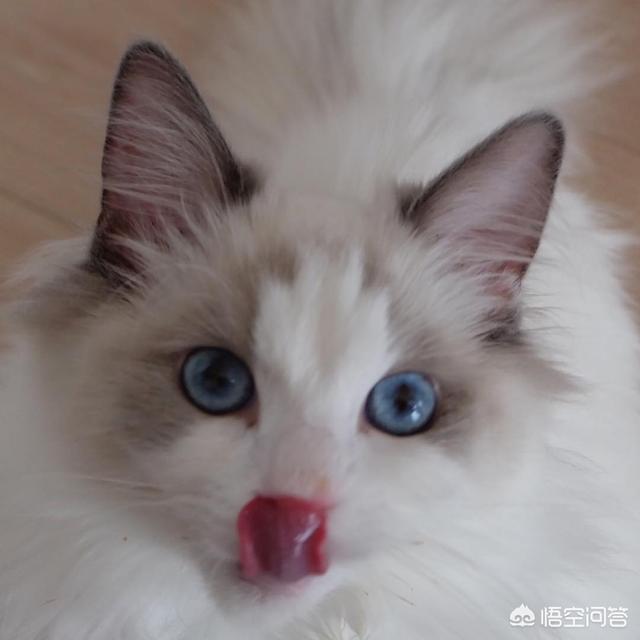 布偶猫图片:布偶猫的猫癣应该怎么处理？ 布偶猫图片及价格多少