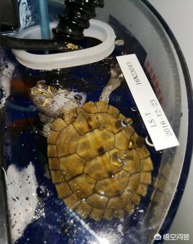地图龟 价格:这是什么品种的龟啊？是纯水龟么？为什么一个劲儿往上游？