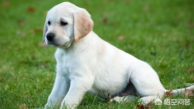 玻璃拉拉不好养:大家觉得饲养拉布拉多犬有什么难处？