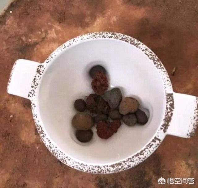 花土里加火山石:盆栽花卉底部垫上陶粒有什么好处和弊端？
