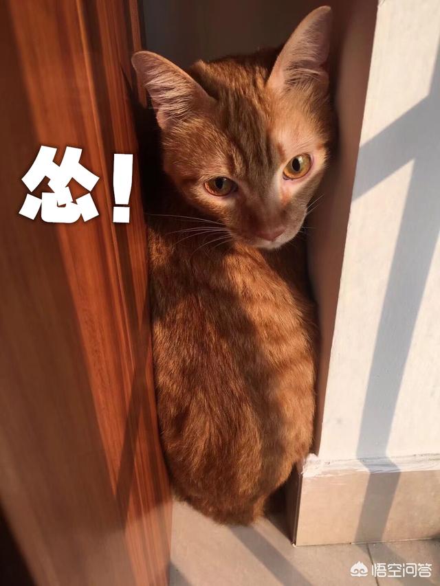 猫咪尿频尿急尿不尽用什么药:猫咪尿频尿少该吃什么药 布偶猫尿频尿急会自愈吗？