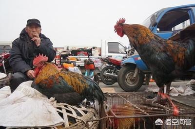 犬饲先生养狗记hd高清:有哪一个瞬间让你觉得动物真的通人性？