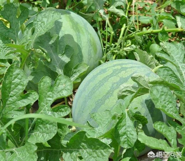 西瓜蚜虫怎么防治:栽培西瓜怎样防治小地老虎、瓜蚜和黄守瓜等病虫害？