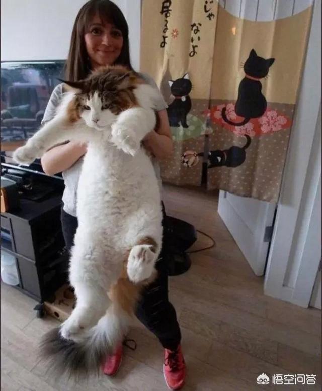 世界上最大的猫咪有多大？