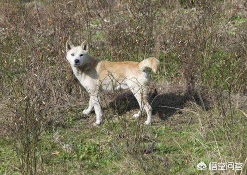 老狗死后留狗宝:俗语“好狗绝不在家中死”有道理吗？农村的狗老死后如何处理的？