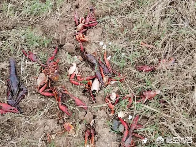 雪球虾死亡:目前我家虾塘虾死得很厉害，用什么药医治效果最好？