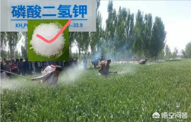 小麦蚜虫:小麦治蚜虫农药和尿素水能一起喷施吗？
