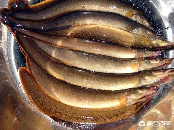 以前农村常见的刺王鱼不长鱼鳞却长刺为啥现在少见了