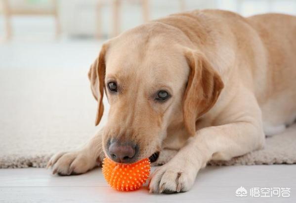 优质的拉布拉多犬性格特征有哪些:拉布拉多犬的特征和性格 拉布拉多有什么好的地方？