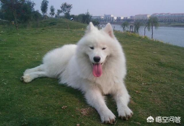 萨摩耶幼犬狗粮排名:萨摩耶一般吃什么比较好？