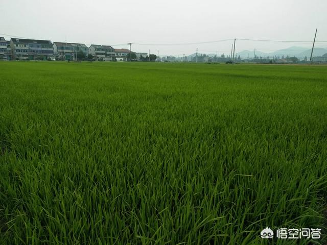 种植水稻怎么补硅，水稻秧苗栽插过十天后，返青发棵，追什么样的肥料最旺盛