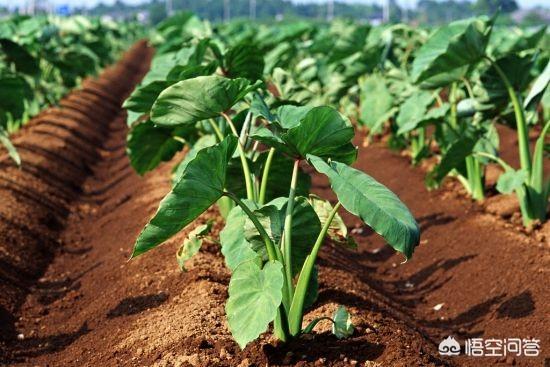 合果芋株高:种植芋头什么时候下种移栽？是旱芋头高产还是水芋头比较高产？