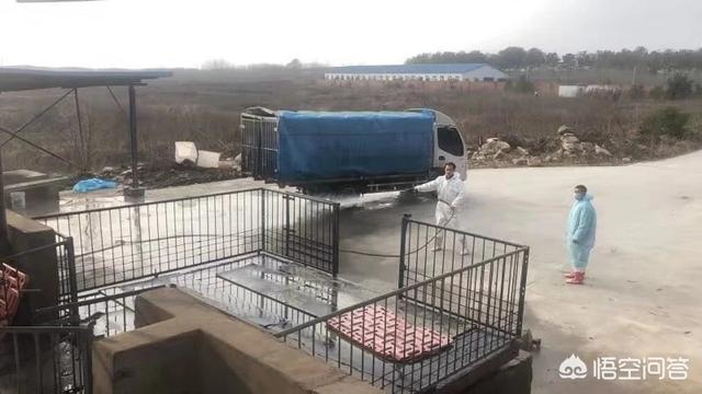 环境消毒:非瘟环境下，猪场到底如何消毒才正确？