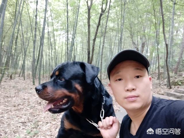 东非猎犬生病怎么办:东非猎犬的优缺点 做什么事会伤了自己狗狗的心？