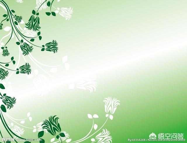 花叶美人蕉叶百度百科:美人蕉叶子清晰图片 红花紫色美人蕉的药用价值？