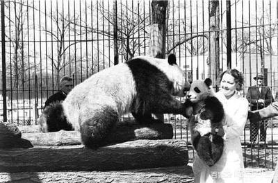 张伟杰被剥皮制成标本是真的吗，熊猫在抗日时期是什么处境