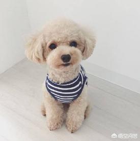 贵宾犬训练去洗手间:狗狗怎么训练定点大小便，怎么让狗狗去厕所？