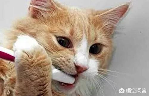 猫牙结石症状:猫牙结石症状图片 如何判断猫咪进入老年期？