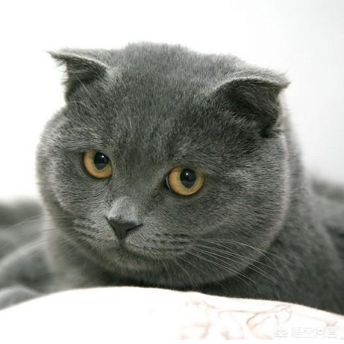 正规猫舍官网短脚猫:为什么我养的猫都活不过两个月？