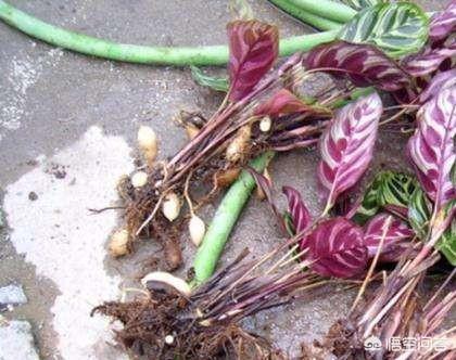 孔雀竹芋 价格:孔雀竹芋叶子干边是怎么回事？