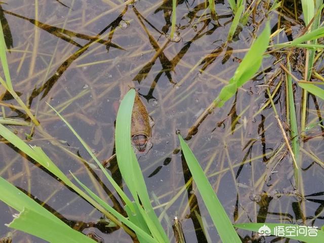 小龙虾打捞回来还能活多久;小龙虾在河里可以存活多久