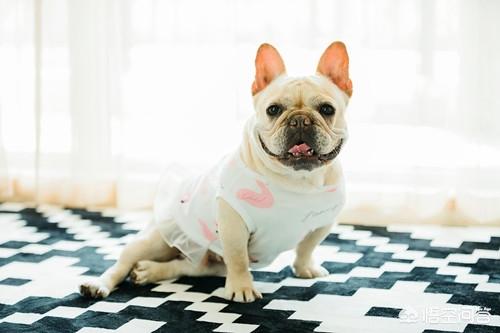 斗牛马士提夫犬会放屁吗:法牛放屁拉软便，5个月法斗放屁软便怎么办呢？