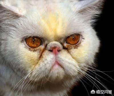 橘猫吃药视频:猫咪生病了，一直流眼泪怎么办？ 橘猫吃醋视频