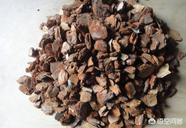 用松树皮养兰花盆面容易干怎么办？
